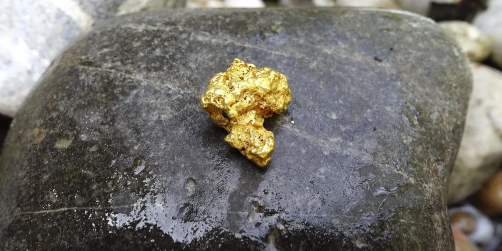 یک قطعه طلای تازه کشف شده بر روی یک سنگ سیاه رودخانه ای